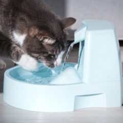 愛猫と愛犬を守る水質改善法