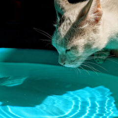 ペットに最適な水質管理とは