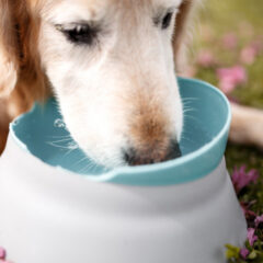 ペット健康のための清潔な水