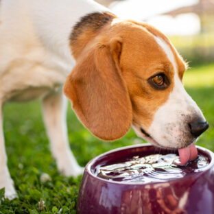 愛犬と愛猫が喜ぶ清潔な水環境