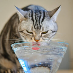 ペットのための水質管理法