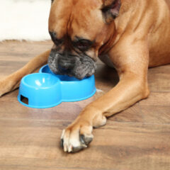 愛犬愛猫の水質管理で長寿を守る