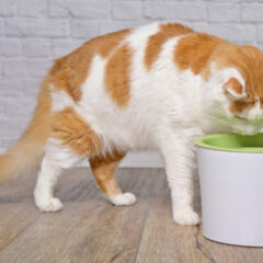 愛猫愛犬のための水分補給とフィルターの重要性