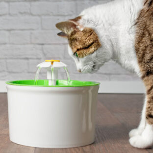 愛猫の健康を守る水質フィルター