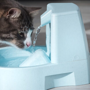 猫の健康を守る水質改善