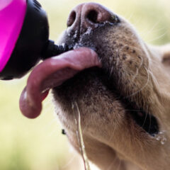 ペットの健康を守る水質フィルター