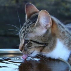 ペットの健康を守る水質改善の重要性