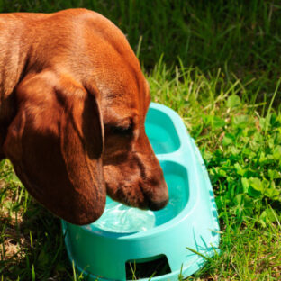 愛犬の健康を守る水質改善法