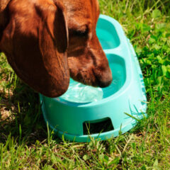 ペットの健康を守る水質改善フィルター