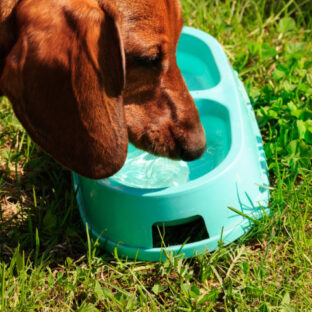 ペットの健康を守る水質改善フィルター