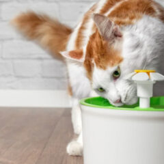 ペットが喜ぶ水質管理のコツ