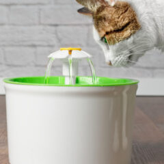 ペットの健康を守る水質管理