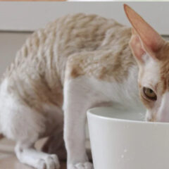 水道水でも大丈夫？猫に安心な水の基準とろ過フィルターの効果