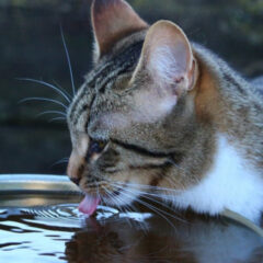 給水フィルターが汚れやすい原因と交換時期の見極め方