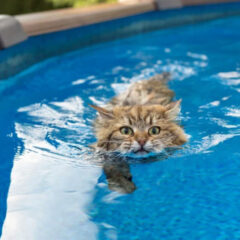 猫が水を飲まないときに試したい！給水フィルター活用術