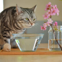 フィルターを使用しない場合の水質と猫の健康リスク｜安心な飲み水が寿命を左右する理由