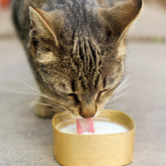 猫用水質改善フィルターの基本とその重要性