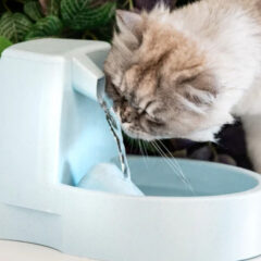 猫の水飲み場にこだわる理由とは？給水フィルターの選び方を解説！