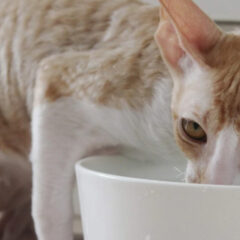 猫の腎臓病予防に！清潔な水を保つ給水フィルターの役割