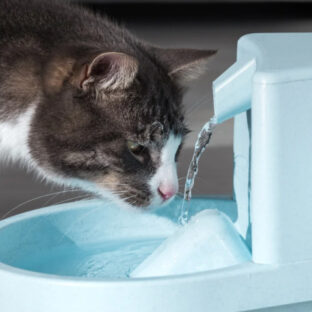 ペットボトル水はNG？猫に最適な飲み水と給水フィルターの重要性