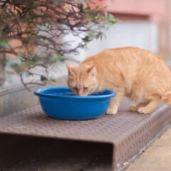 市販の猫用給水器フィルターの種類と特徴を徹底解説