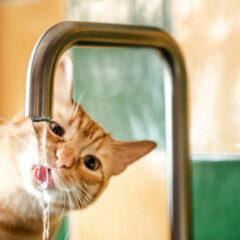 活性炭フィルターとイオン交換樹脂フィルターの違いと効果を徹底解説！