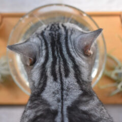 軟水化フィルターが猫の健康に与える影響