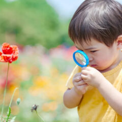 ルーペを使った植物観察の楽しみ方