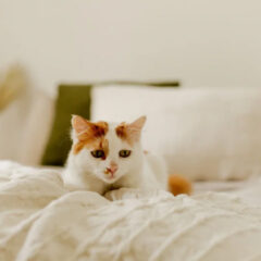 ペット用防水シーツのサイズ選びのポイントとおすすめサイズガイド