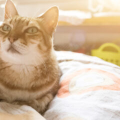 ペットの車内移動時に便利！防水シーツを使ったシート保護術