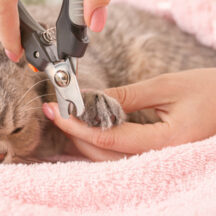 ペット用電動爪切りの最適な選び方